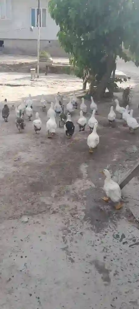 Пекинские утки