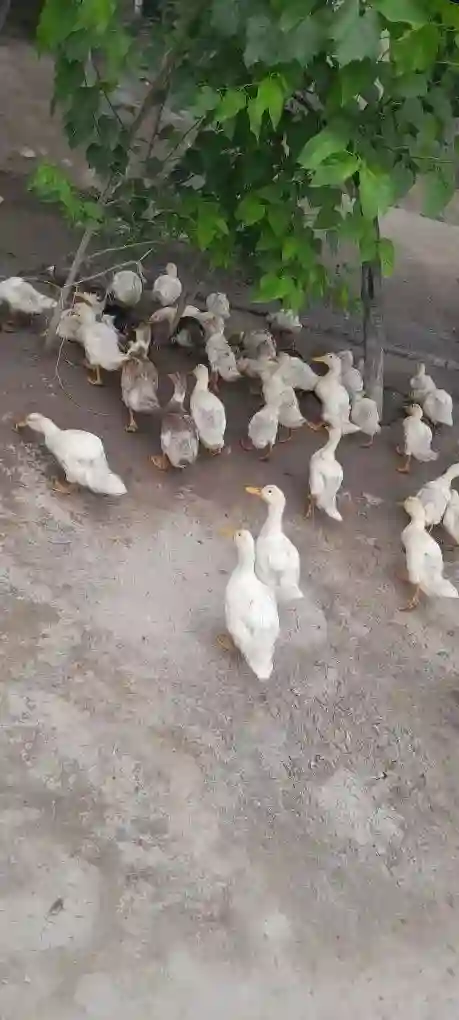 Пекинские утки