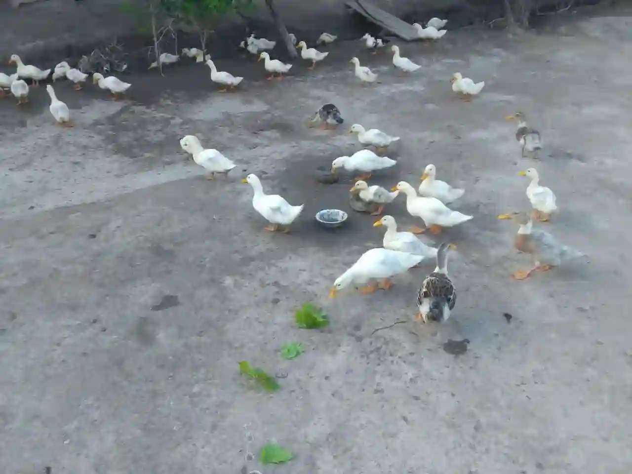 Пекинские утки
