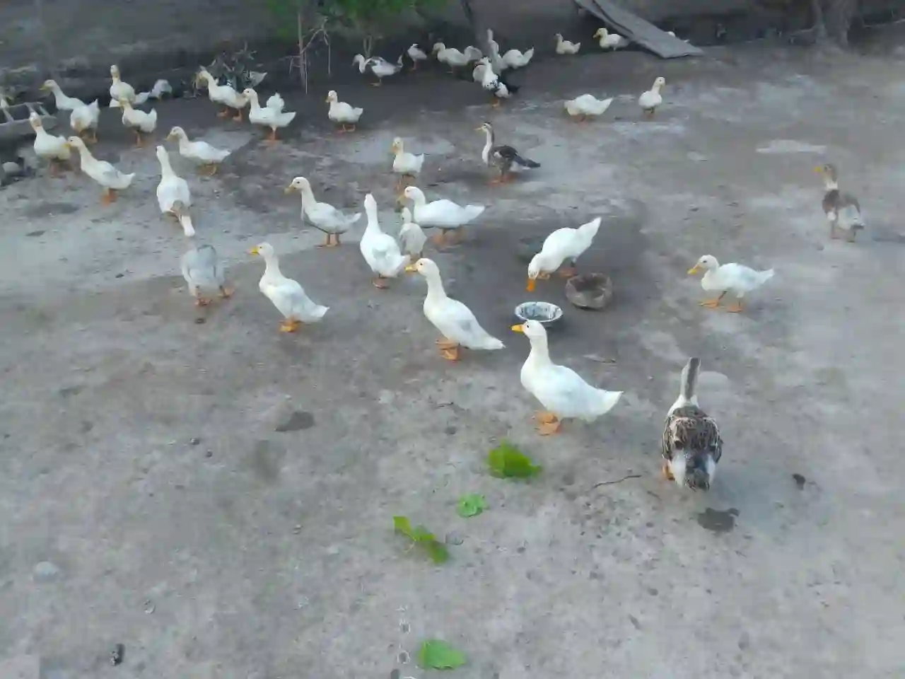 Пекинские утки