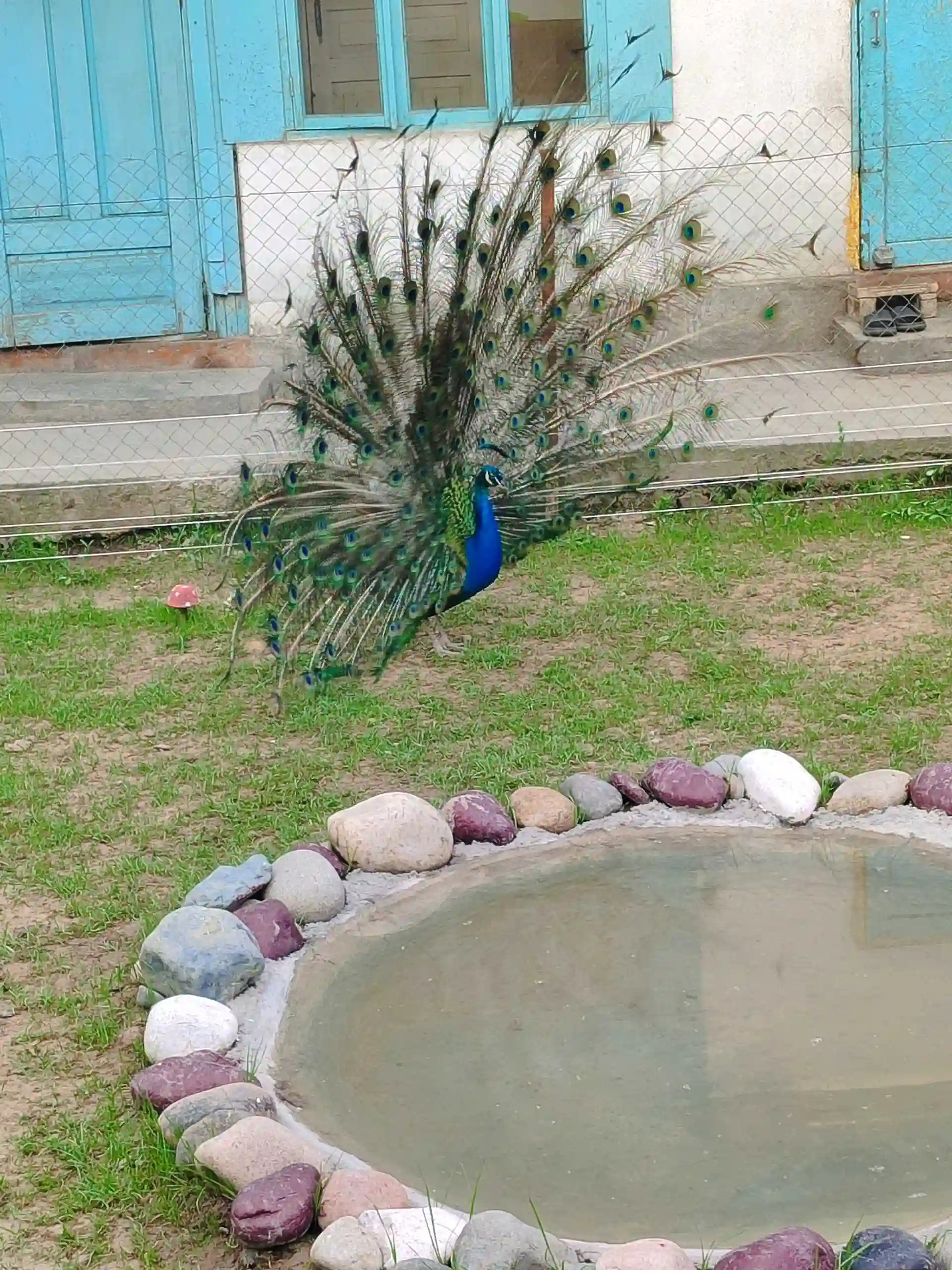 Товус