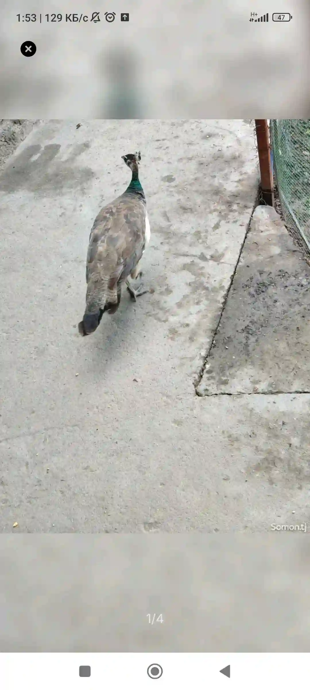 товус