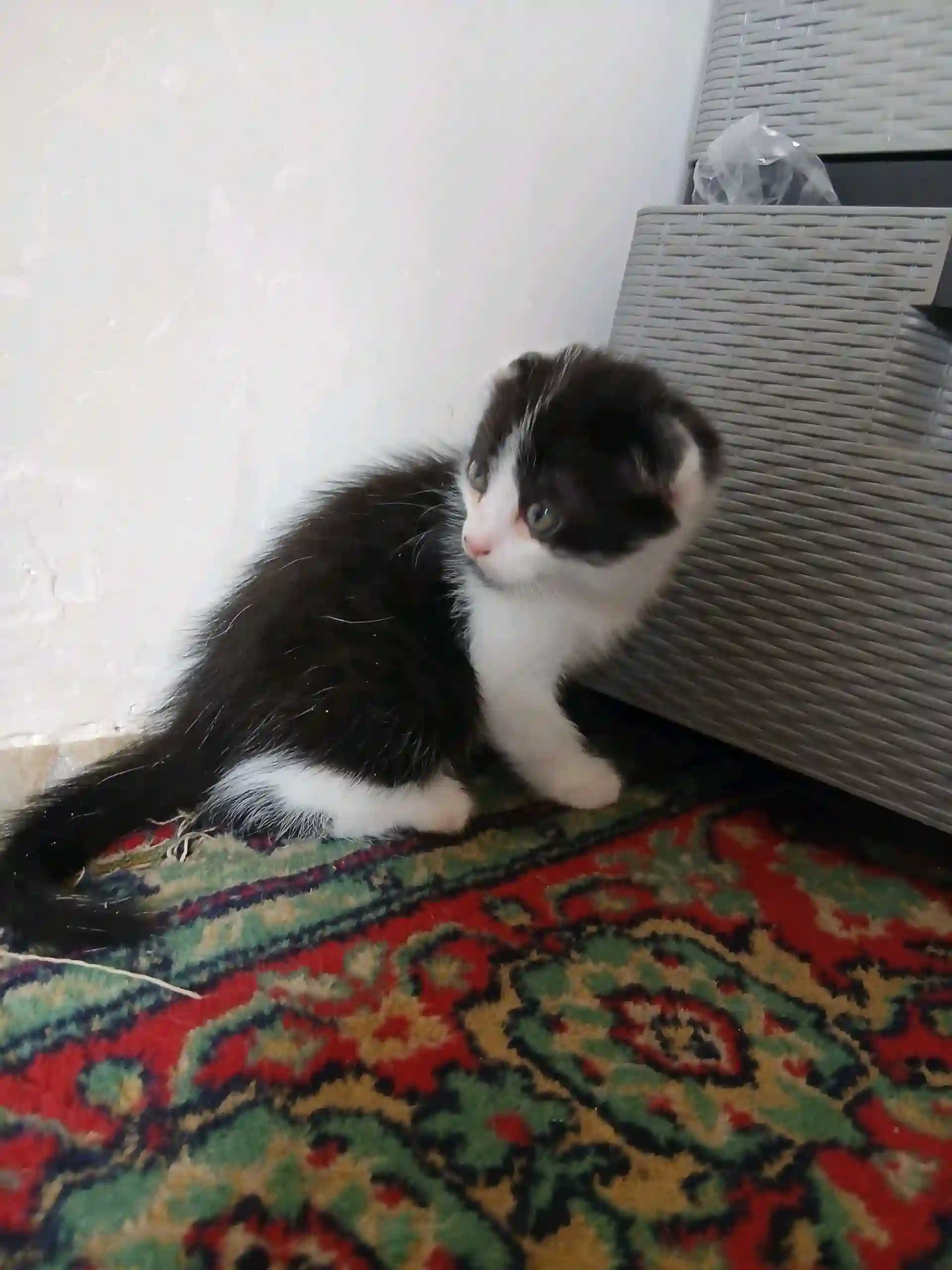 Шатланский кошка