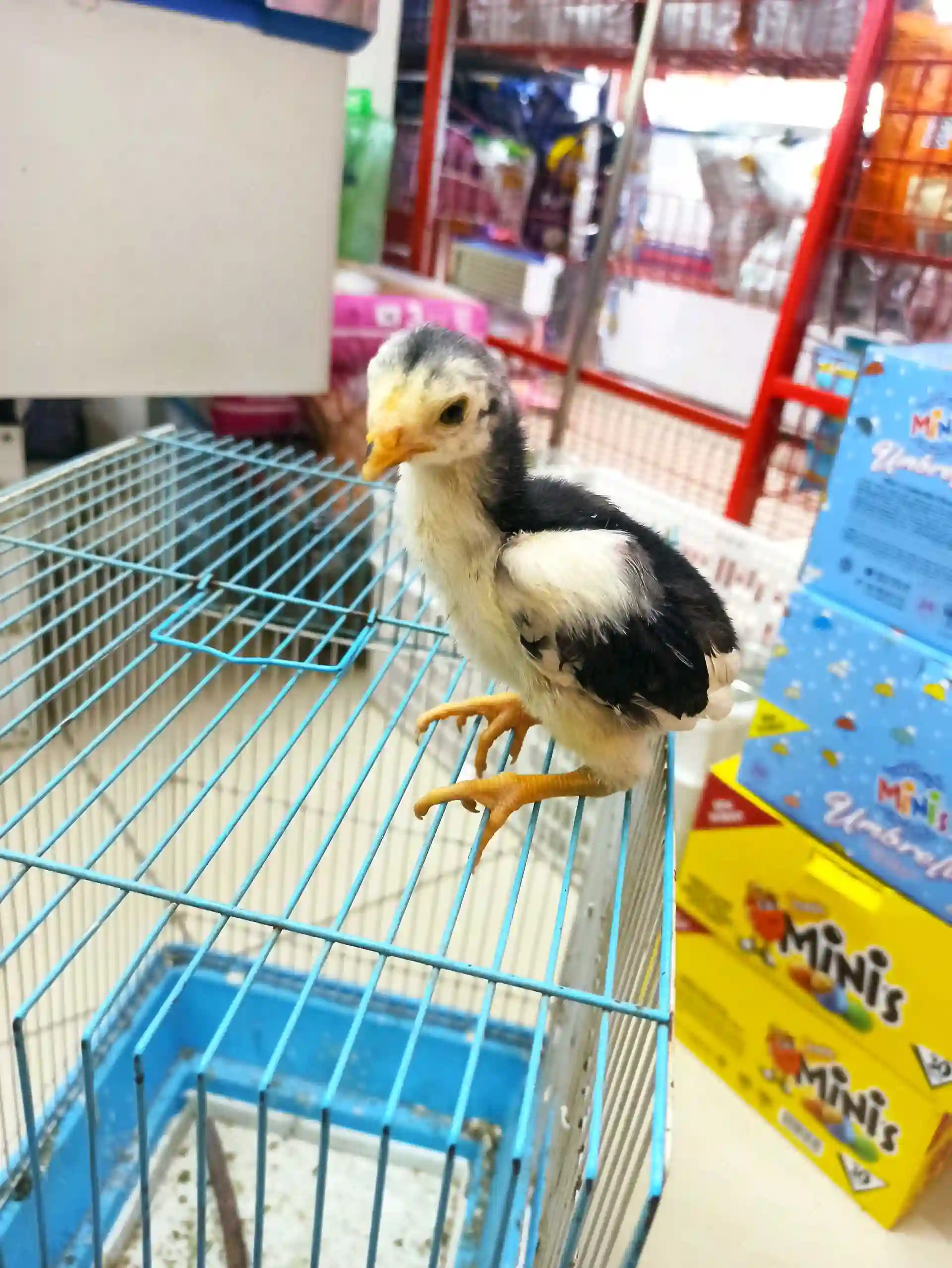хуруз даканг 