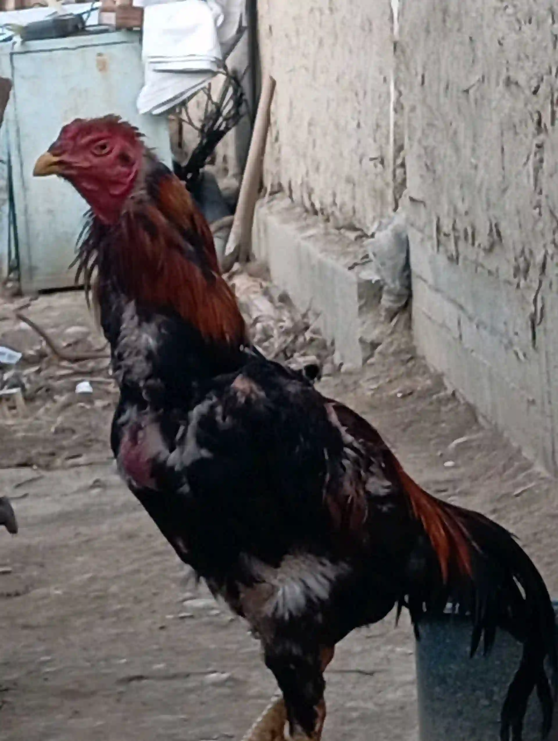 хуруз даканг 