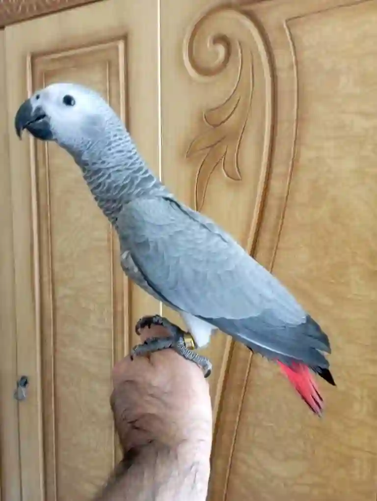 Попугай жако 
