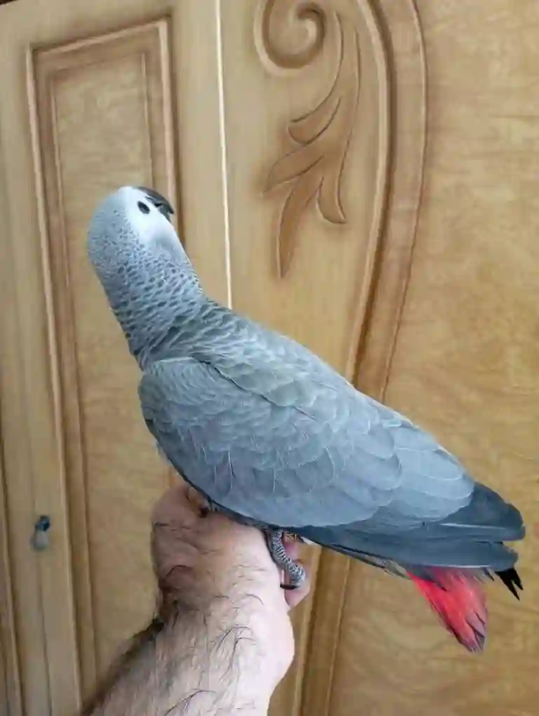 Попугай жако 