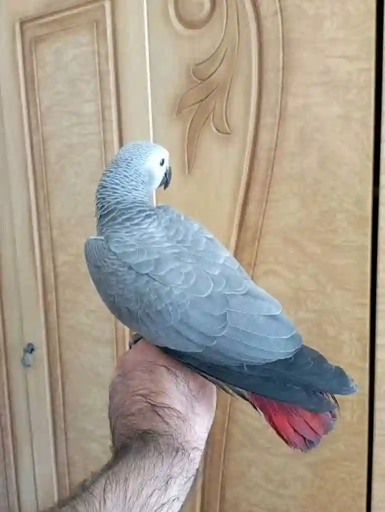 Попугай жако 
