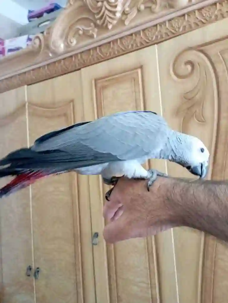 Попугай жако 