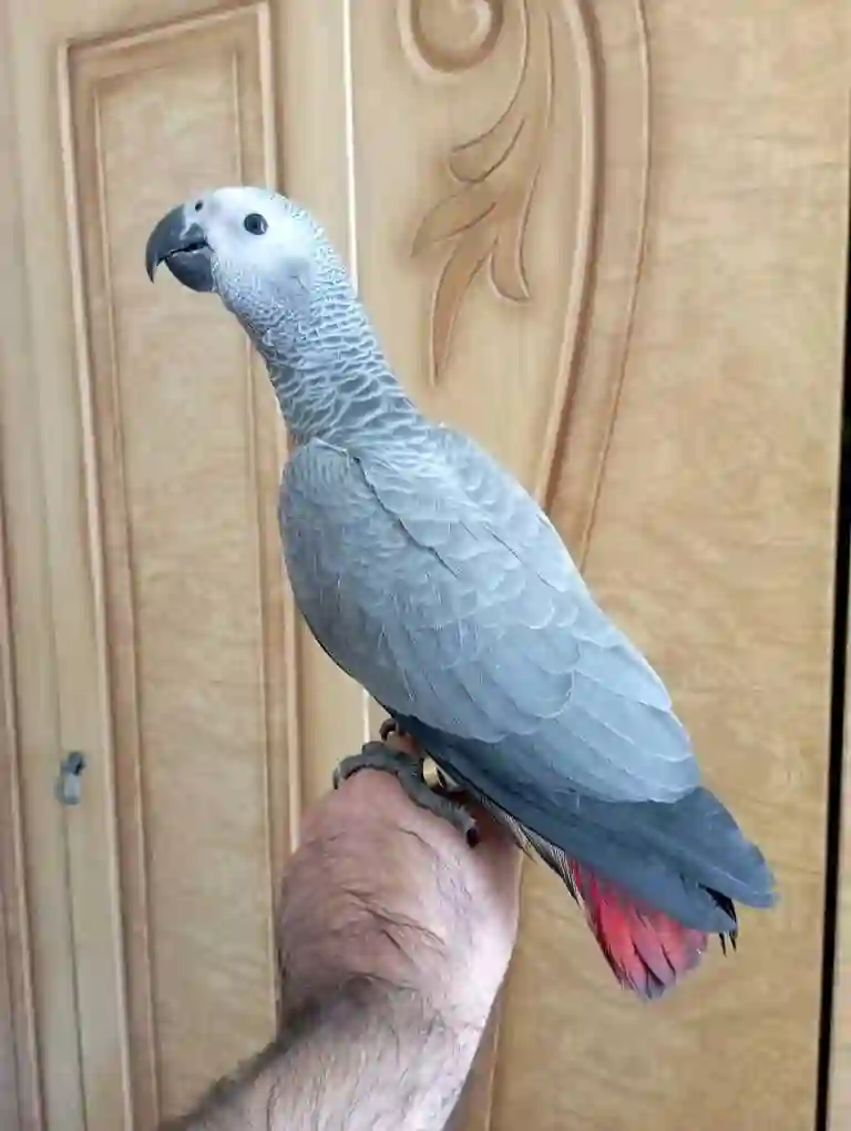 Попугай жако 