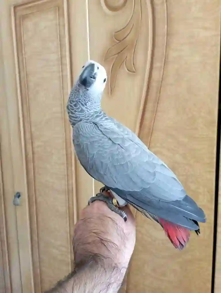 Попугай жако 
