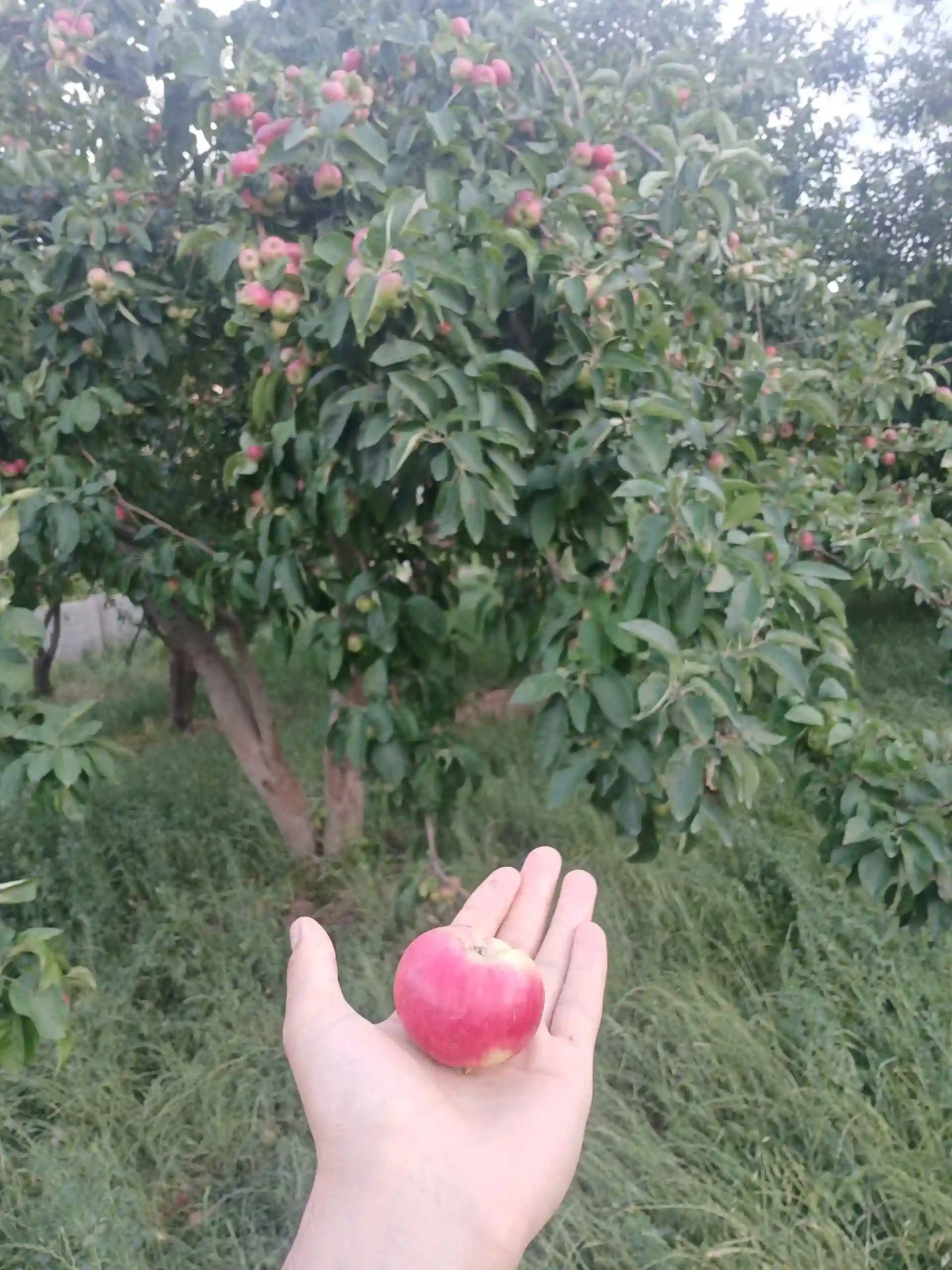 себи тару тозаи пешпазак 