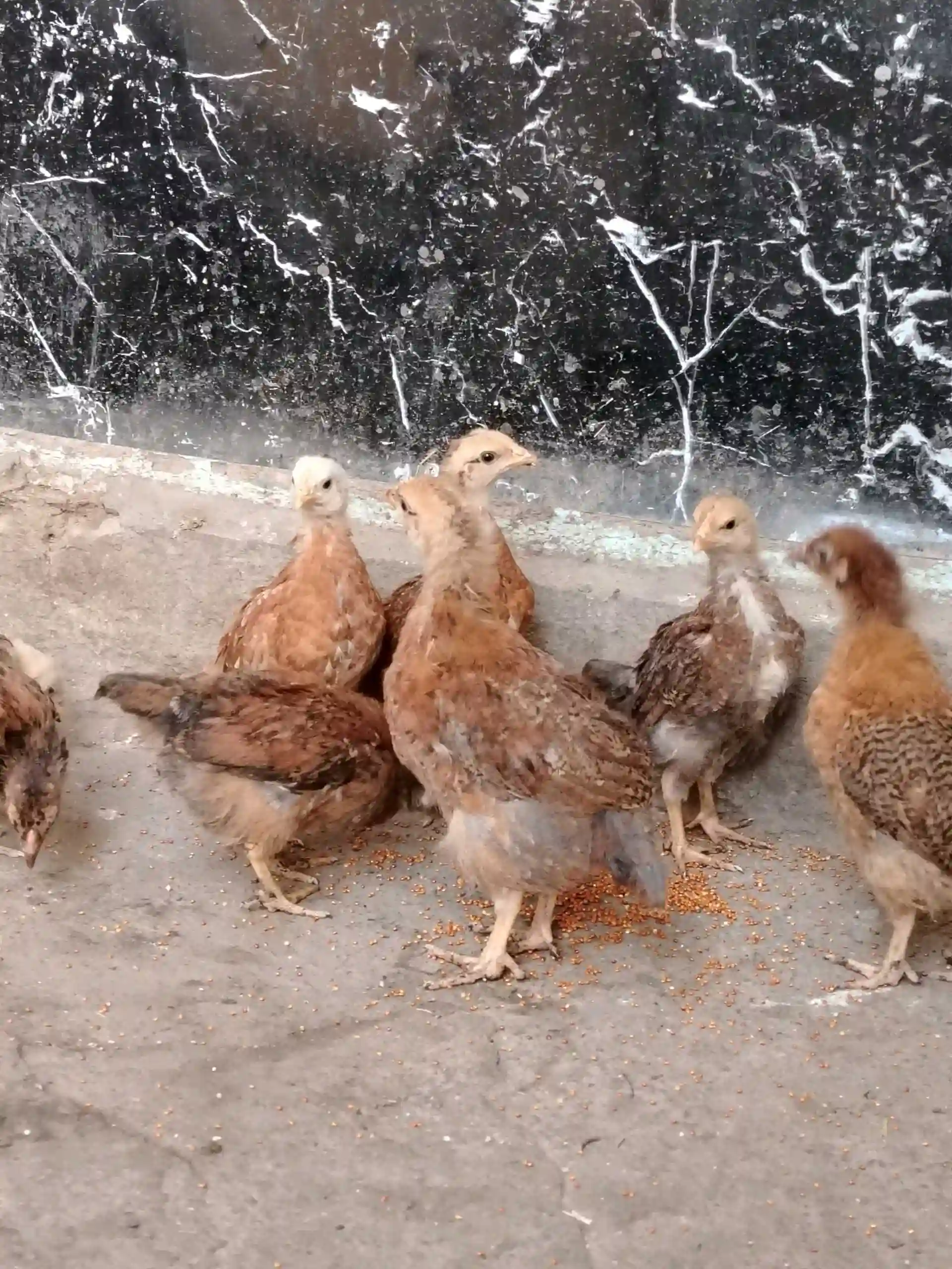 чучаҳои ломан