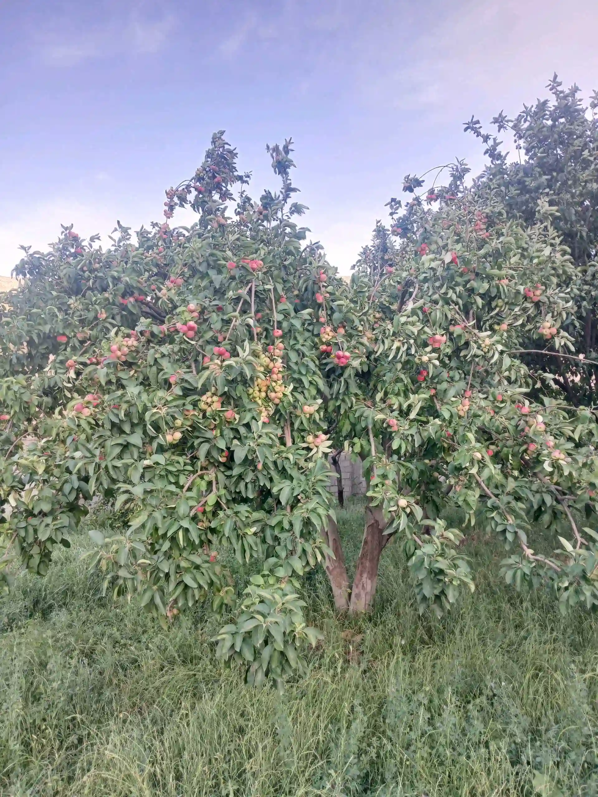 Себи сурхи пешпазак