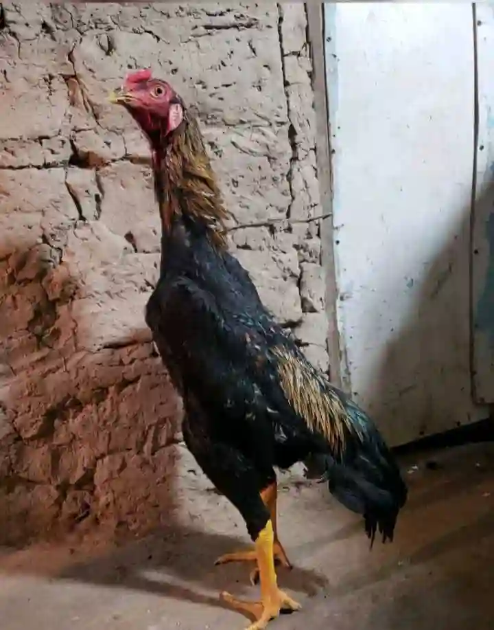 дакан 
