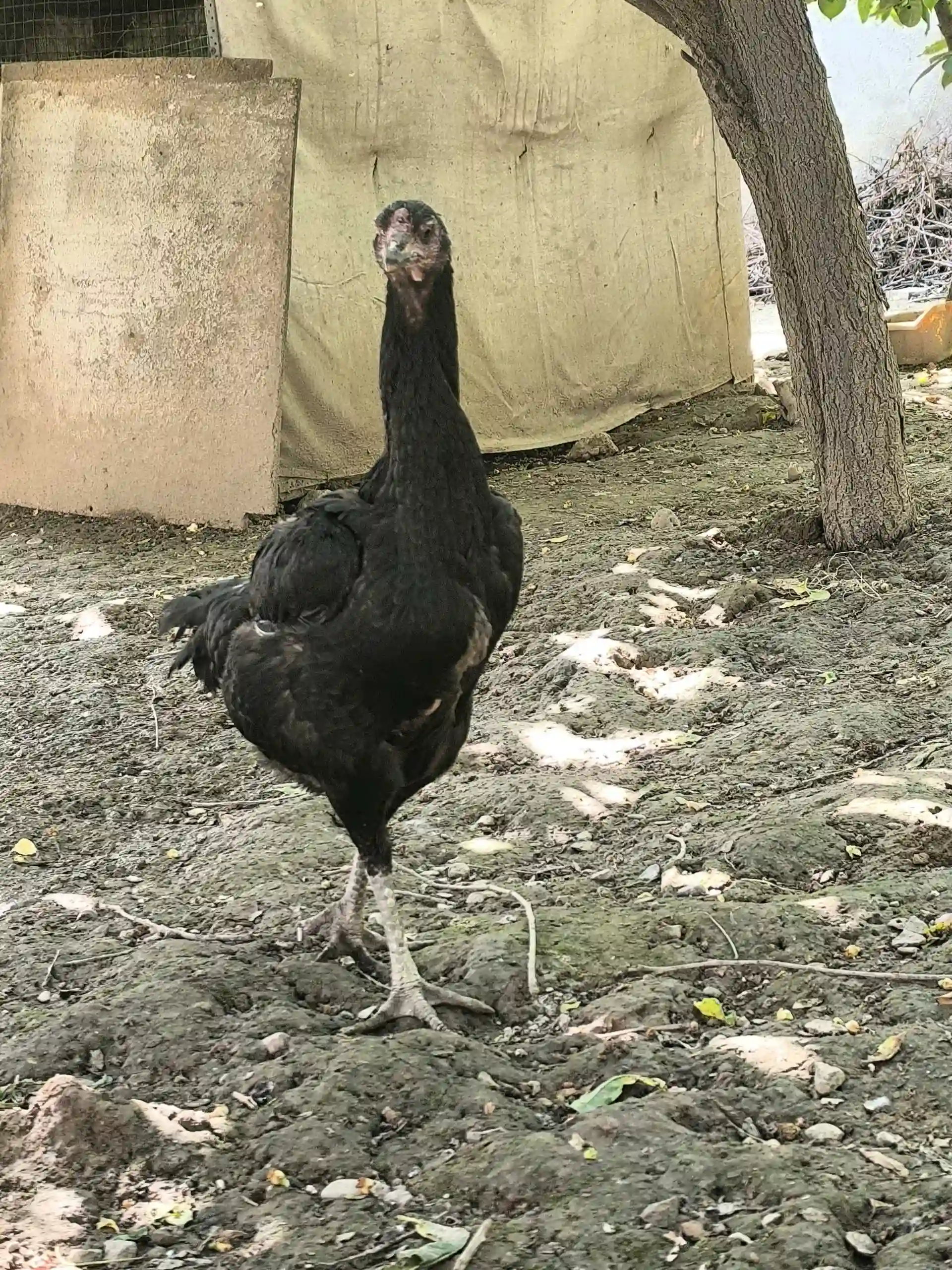 мукиён и дакан