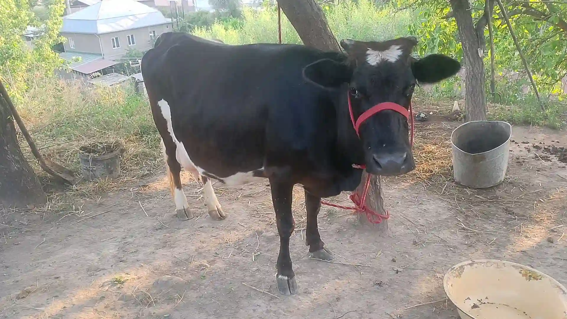 Гови Шир Те Тахдон