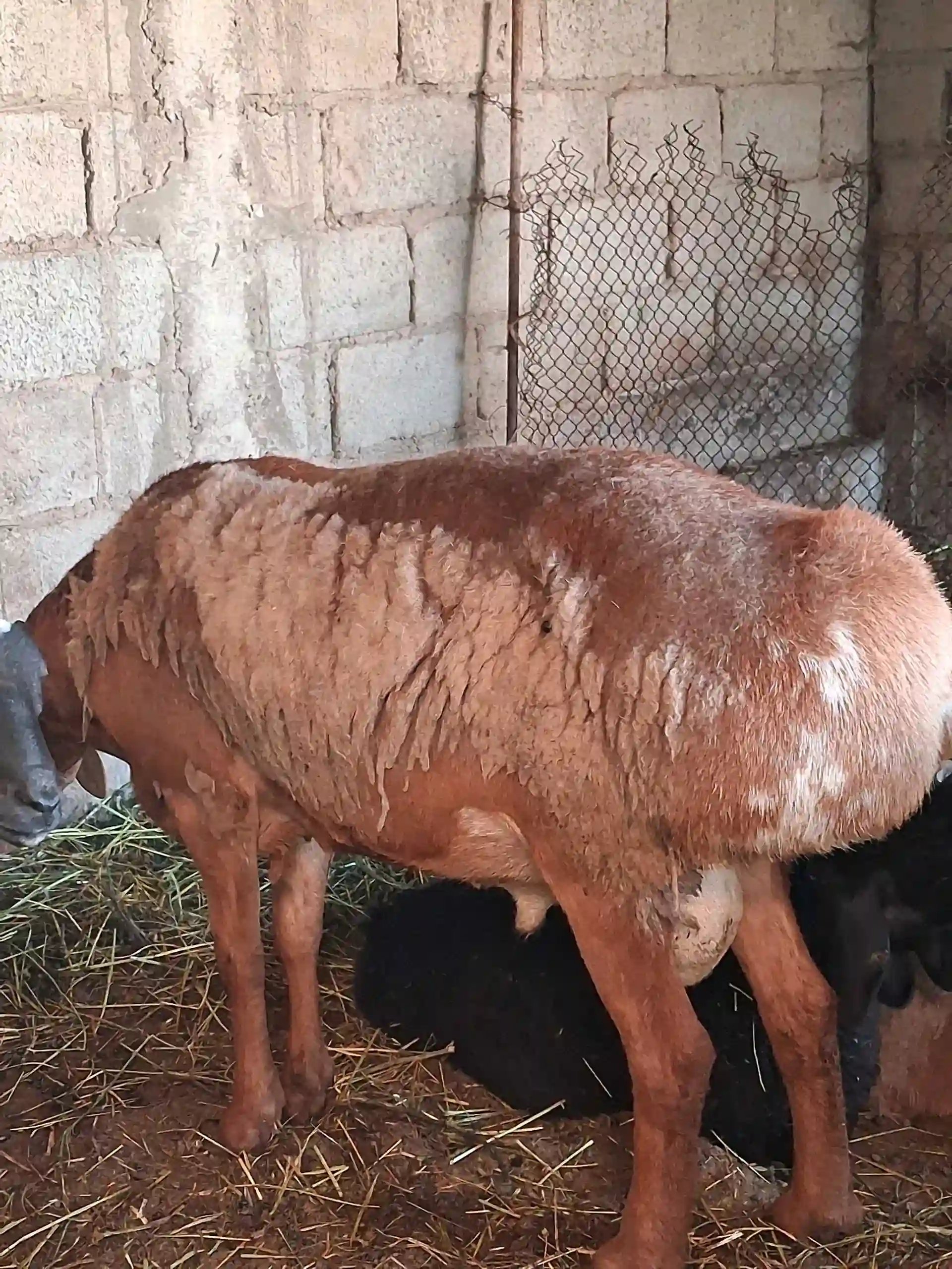 гусфандҳо — миниатюра 4