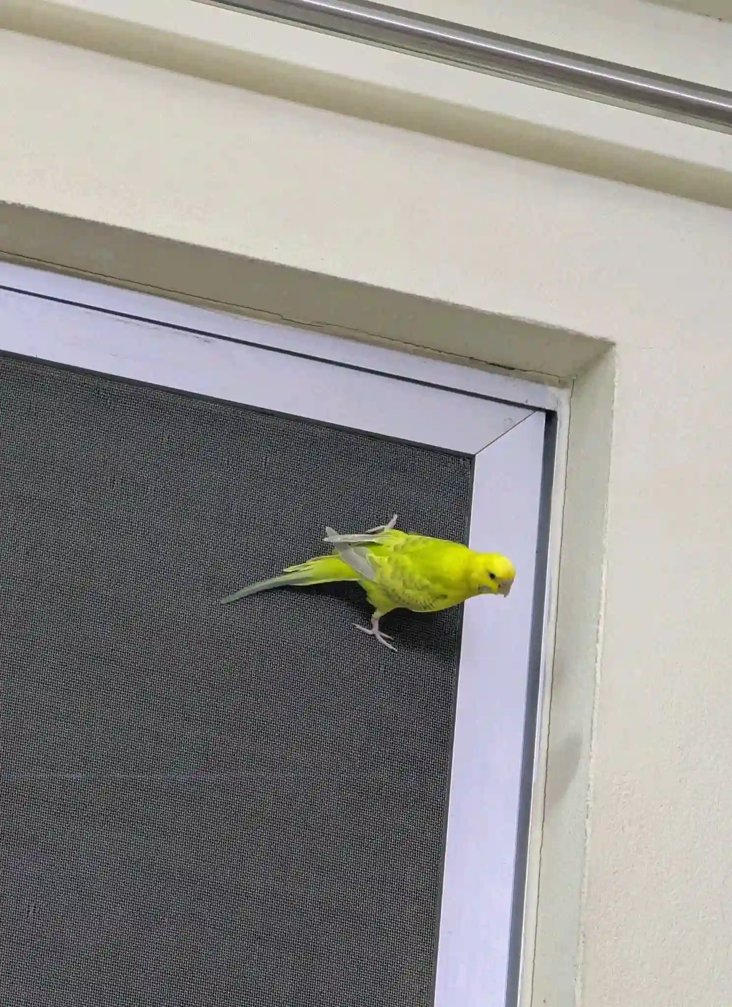 Попугай Лимонка