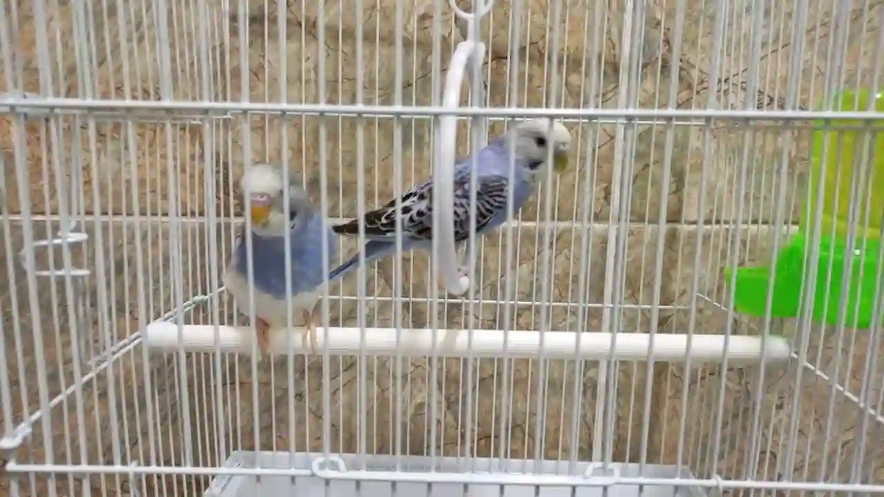 Попугай комплект 