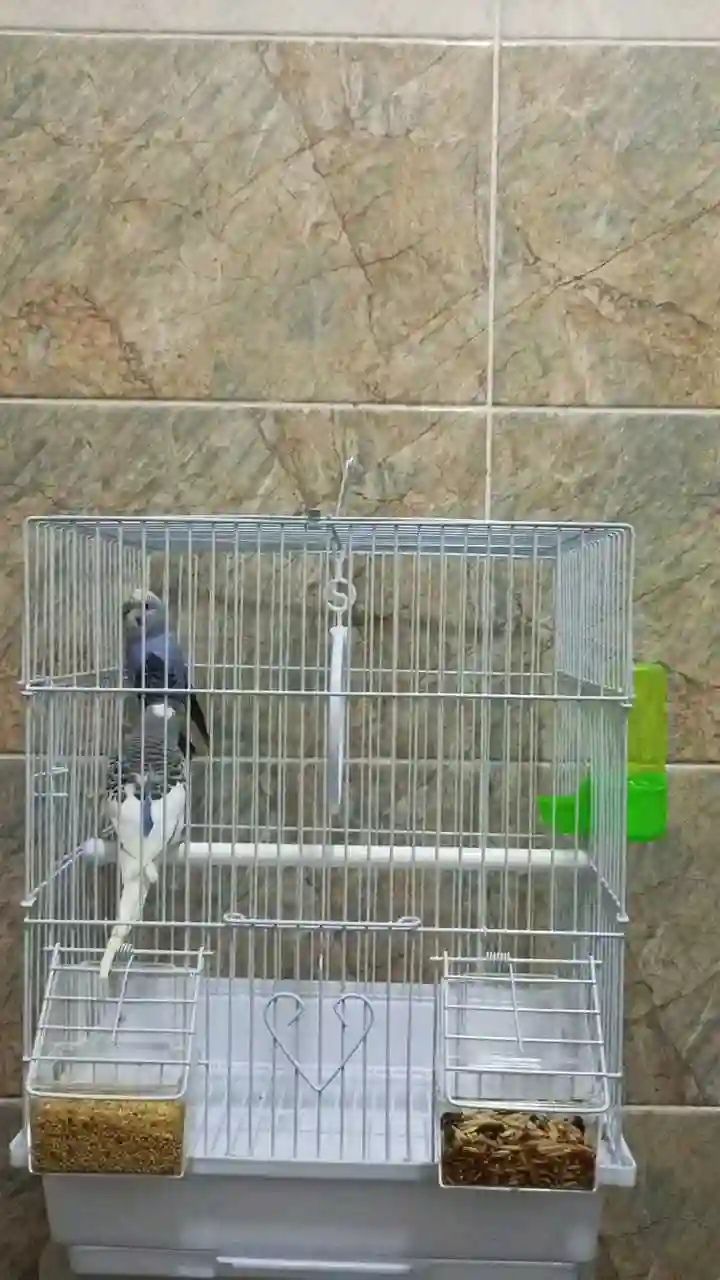 Попугай комплект 