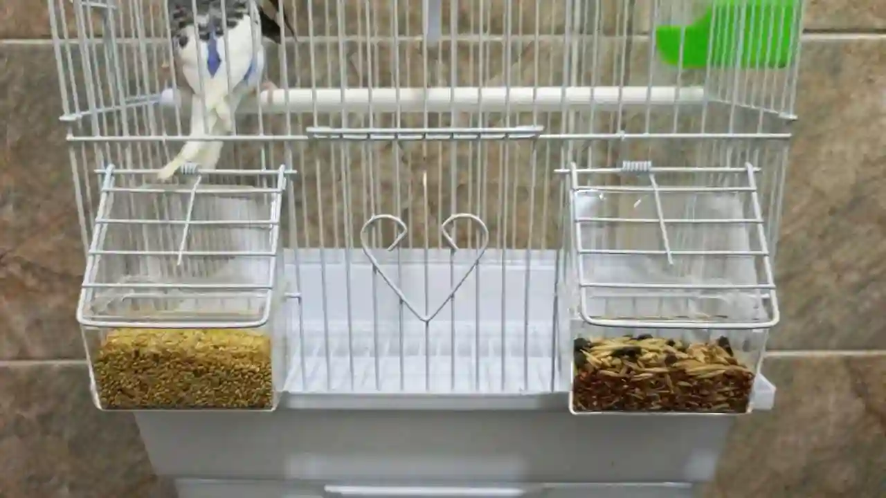 Попугай комплект 