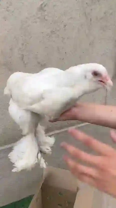 брама лопати