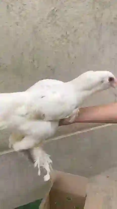 брама лопати