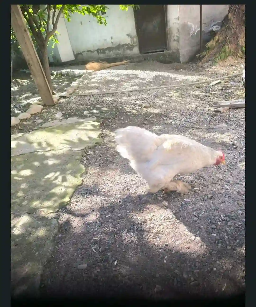 брама