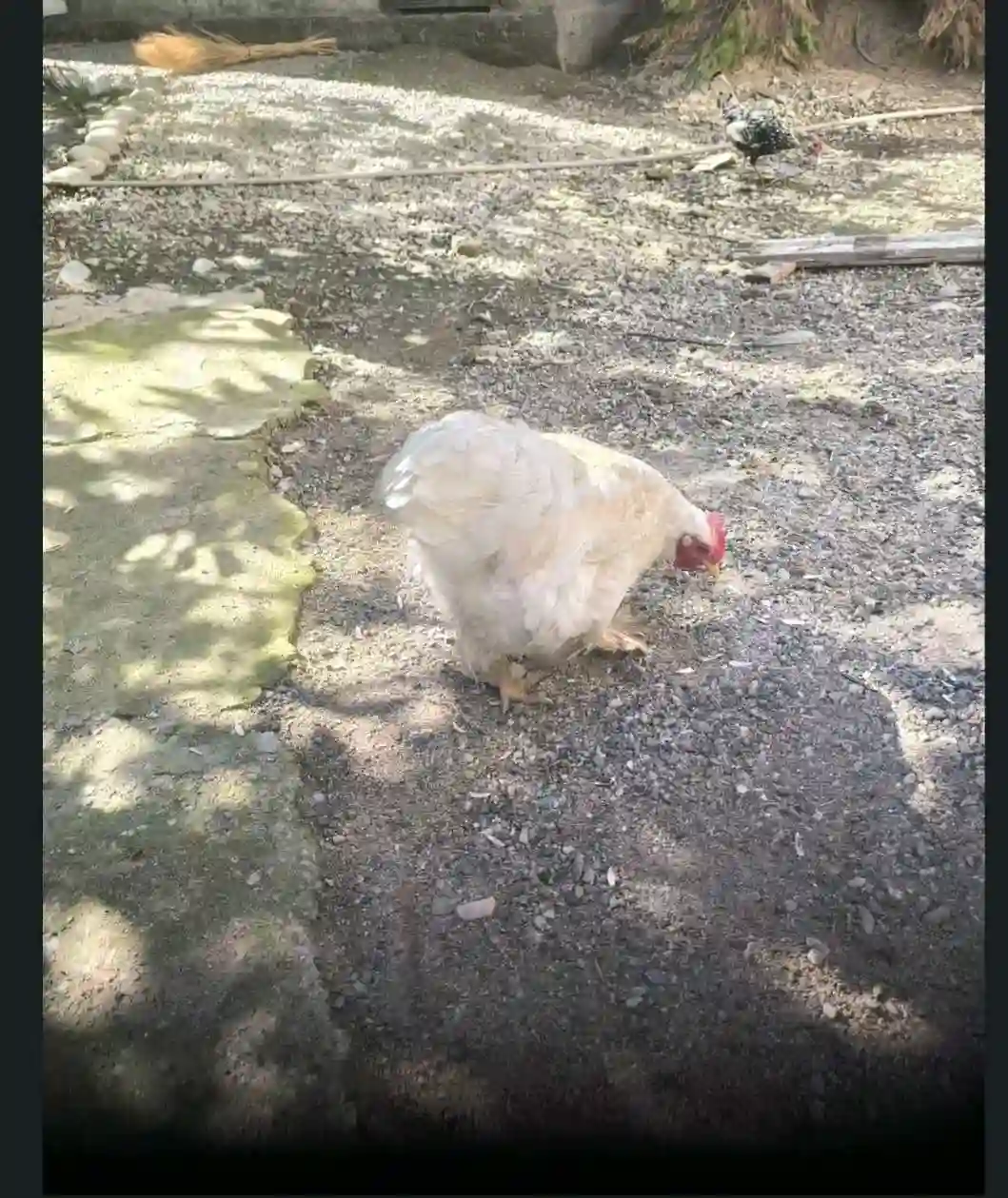 брама