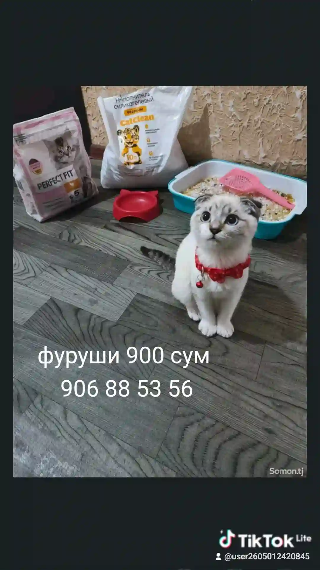 Кошка Шатланский