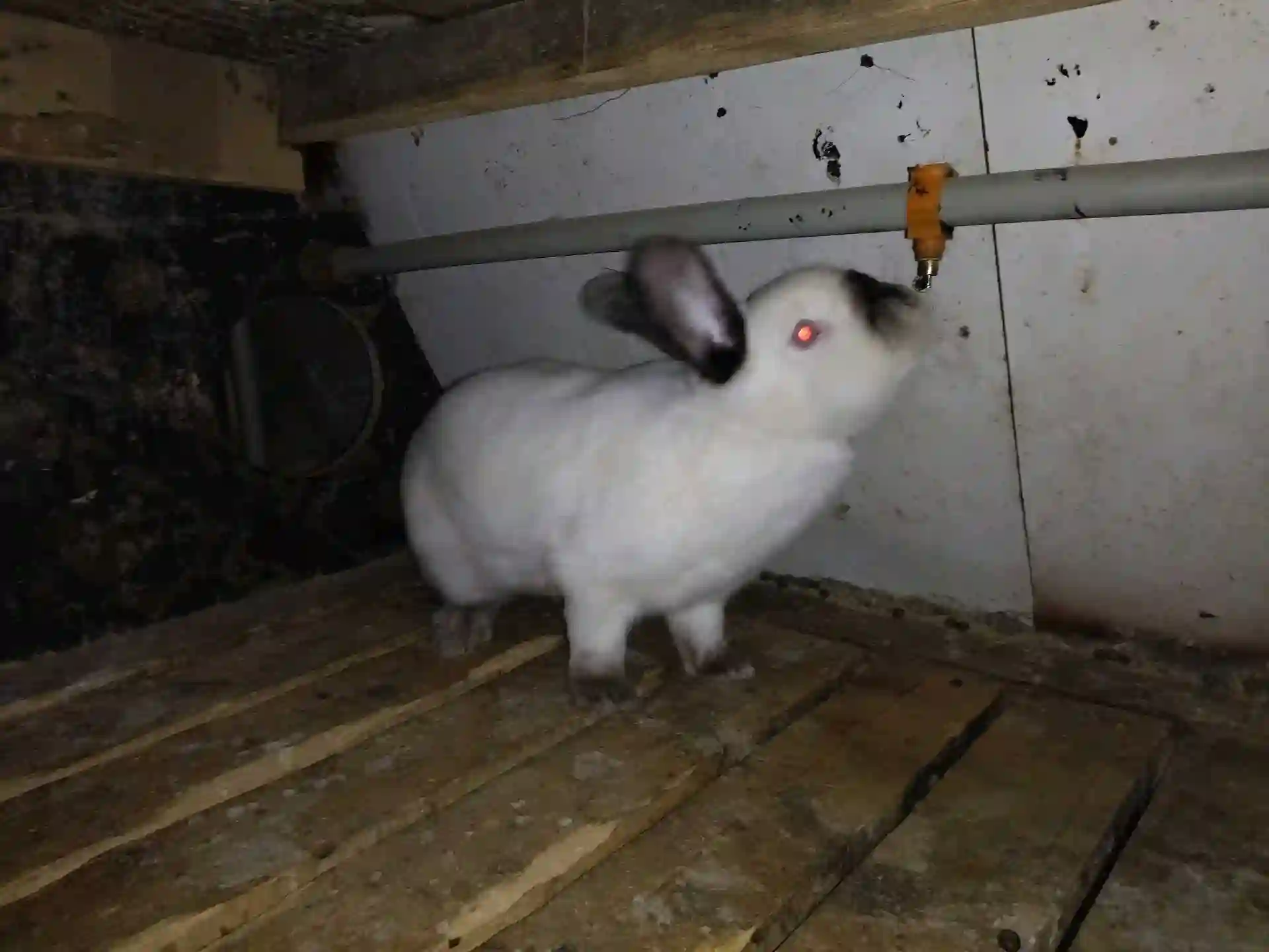 Кролик Калифорнии 