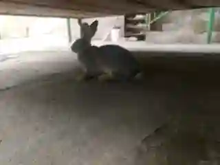 харгуш 