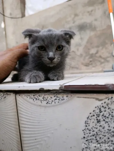 Гурбачаи зотӣ бо волидони British Chinchilla ва 