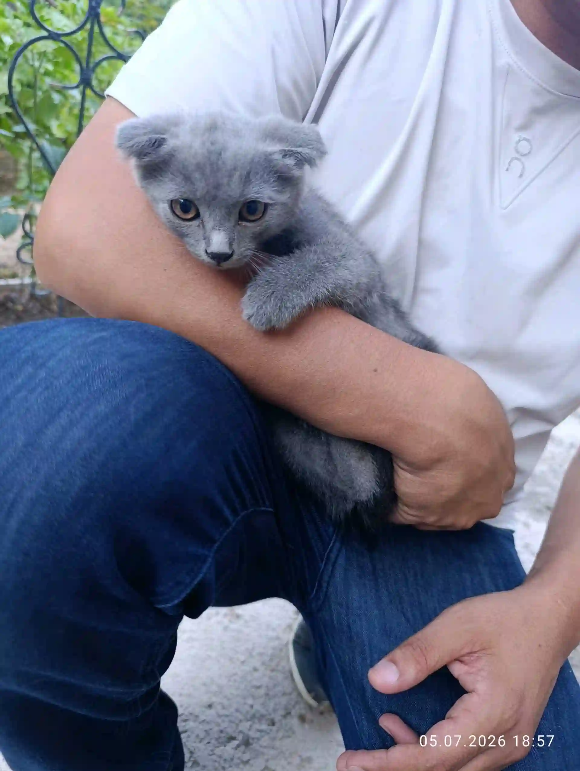 Гурбачаи зотӣ бо волидони British Chinchilla ва 
