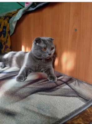 Отдам даром