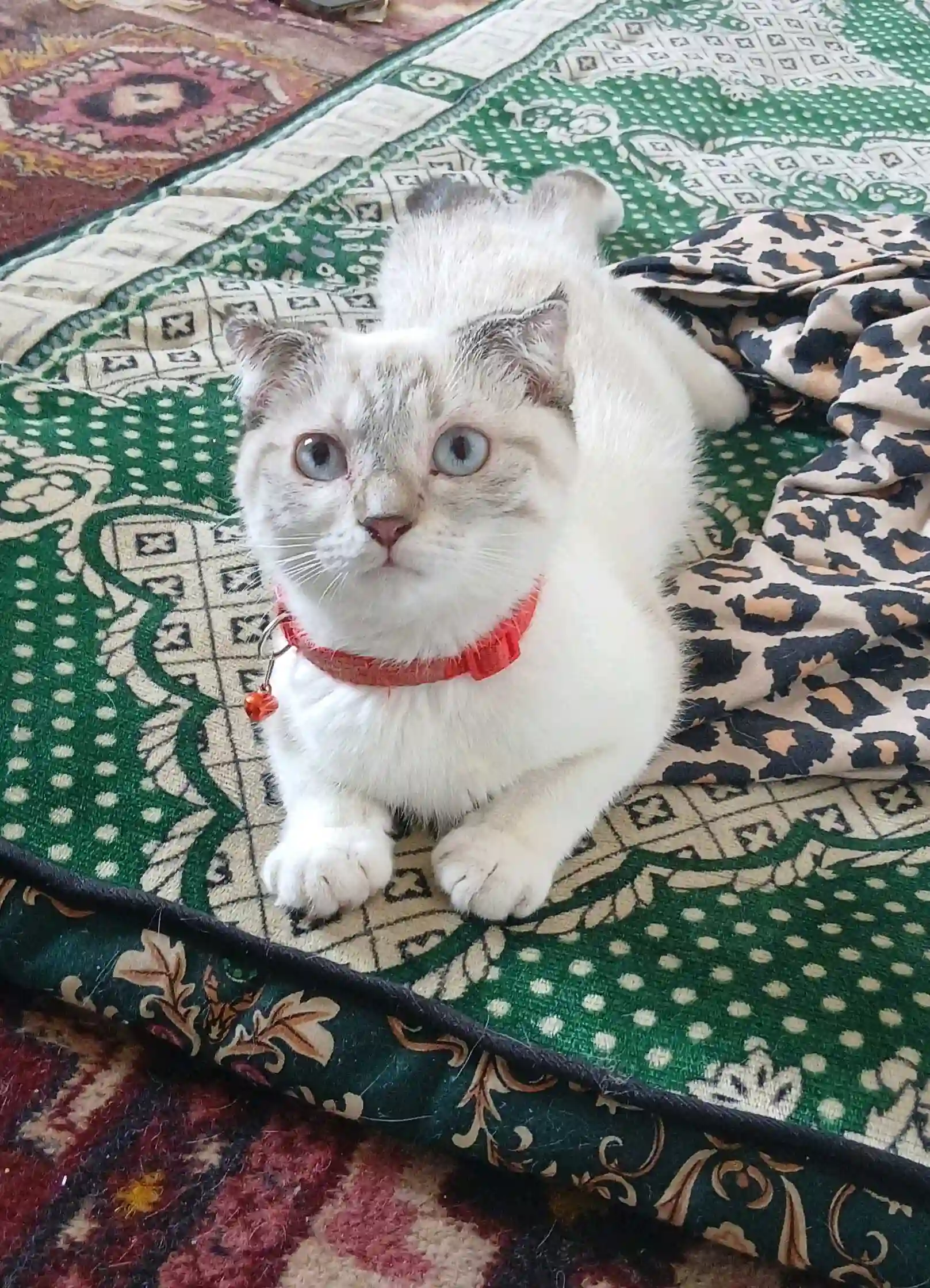 пишаки шаклански