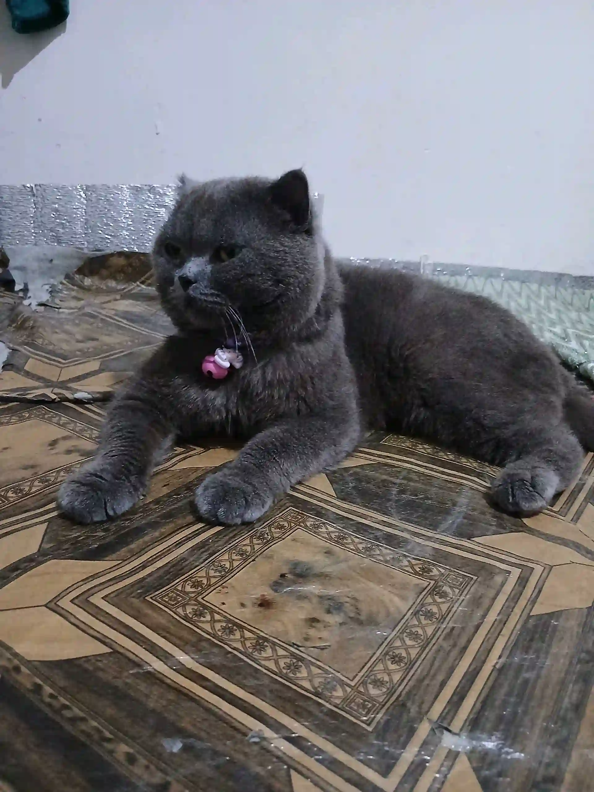 шаклански кот