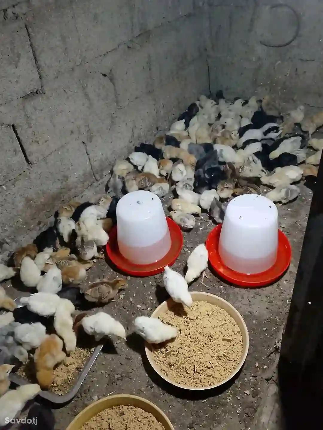 Услуги инкубация 