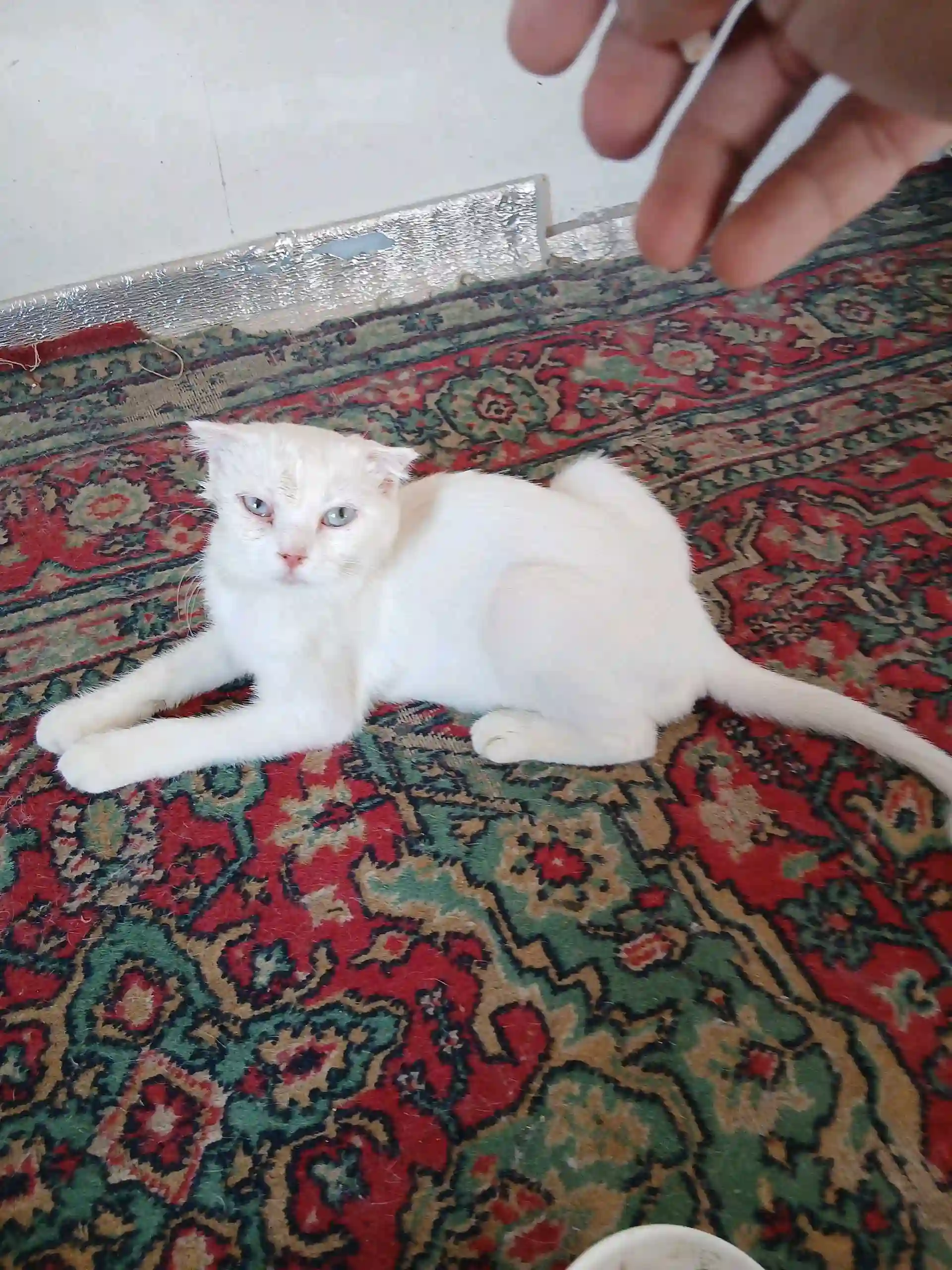 пишаки шаклански 