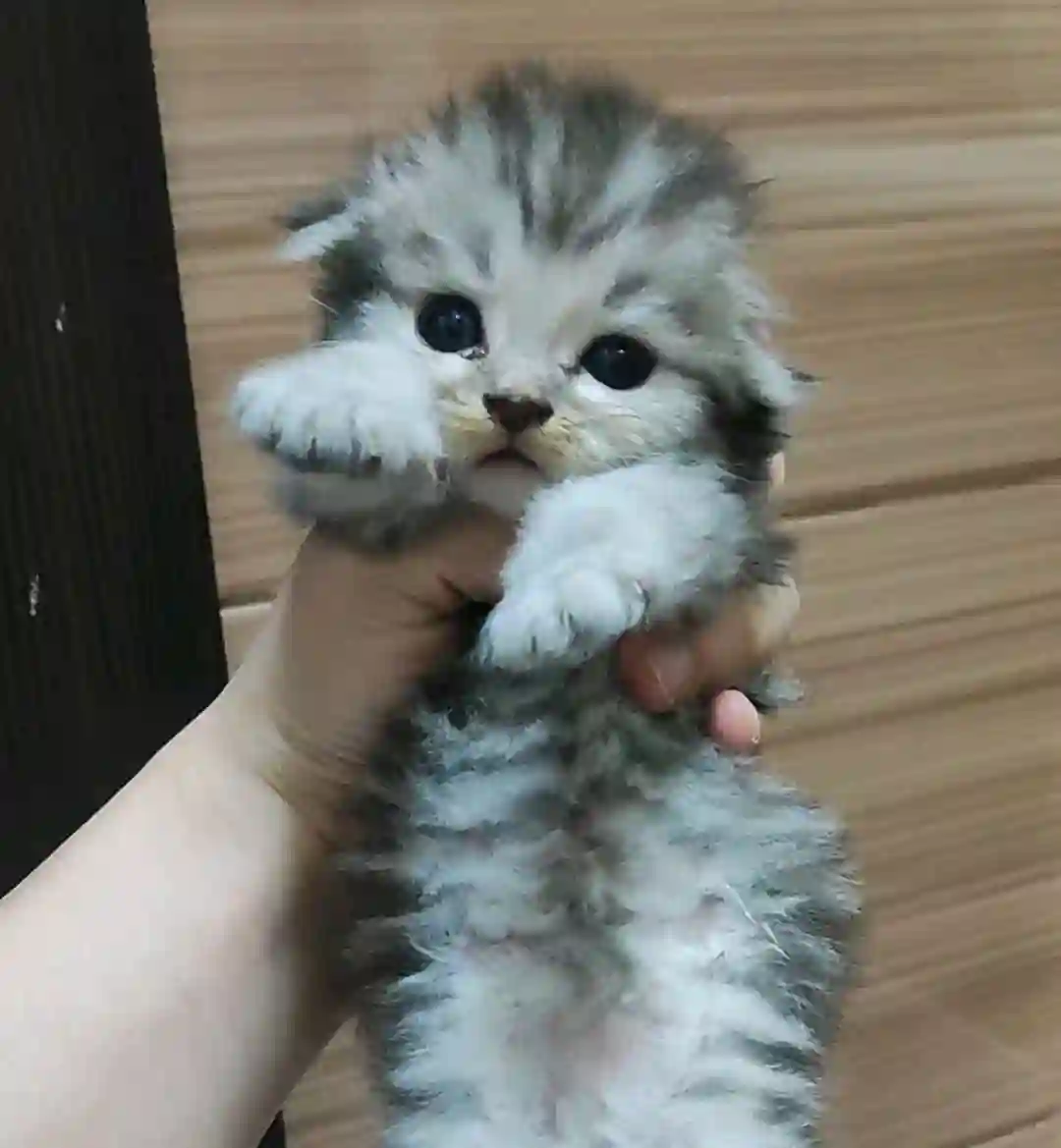 Шотландский вислоухий длинношёрстный котёнок