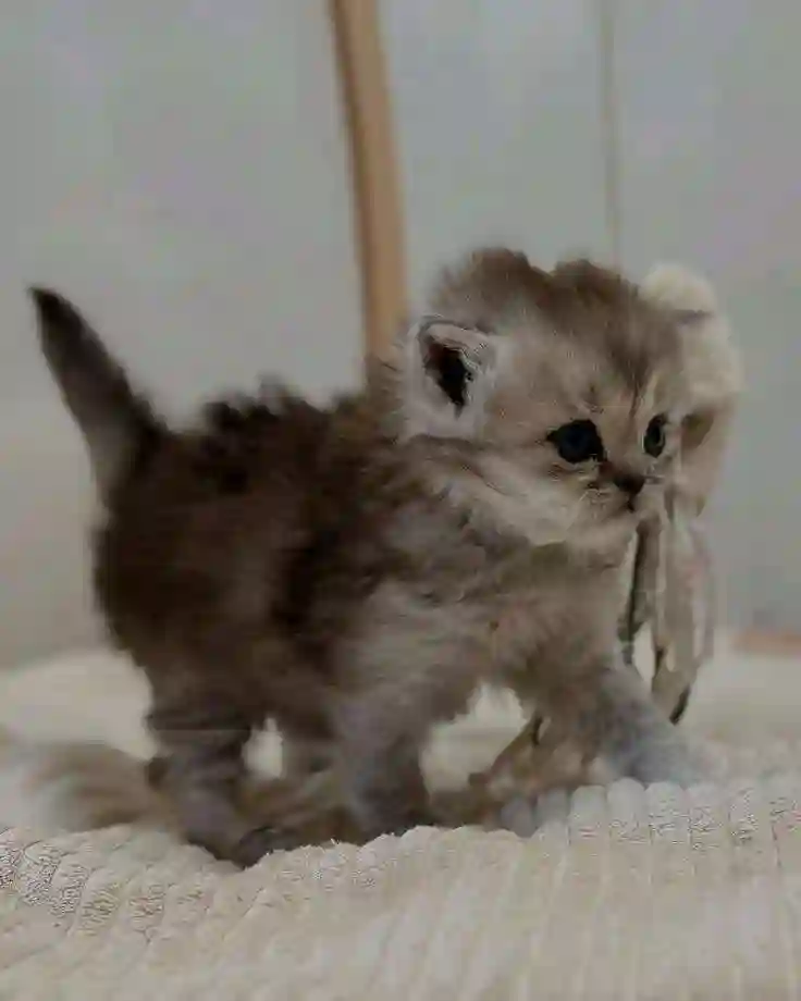 Шотландский гурбачахо