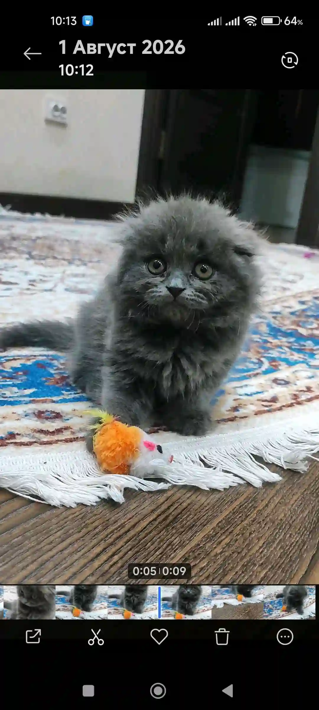 Шотландская вислоухая кошечка