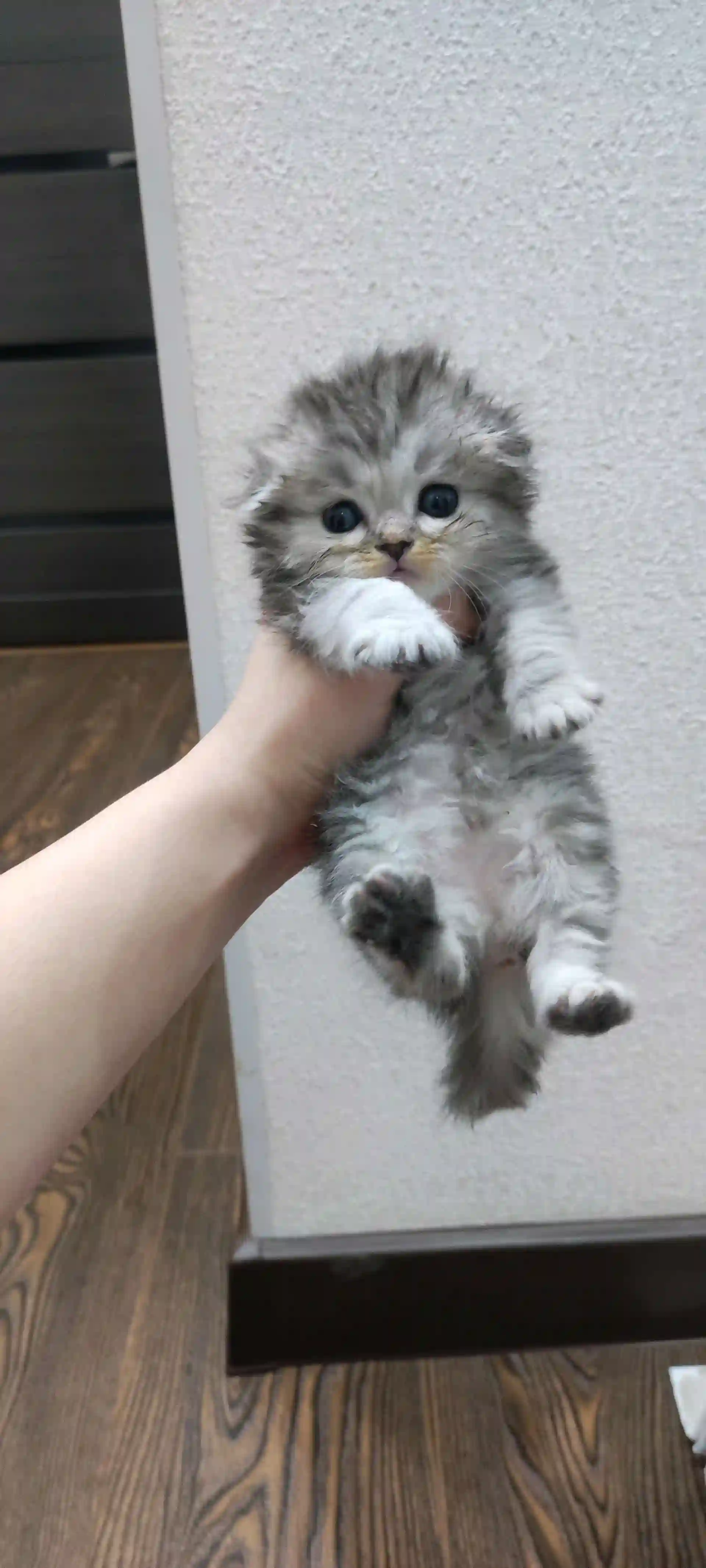 Шотландский вислоухий котёнок