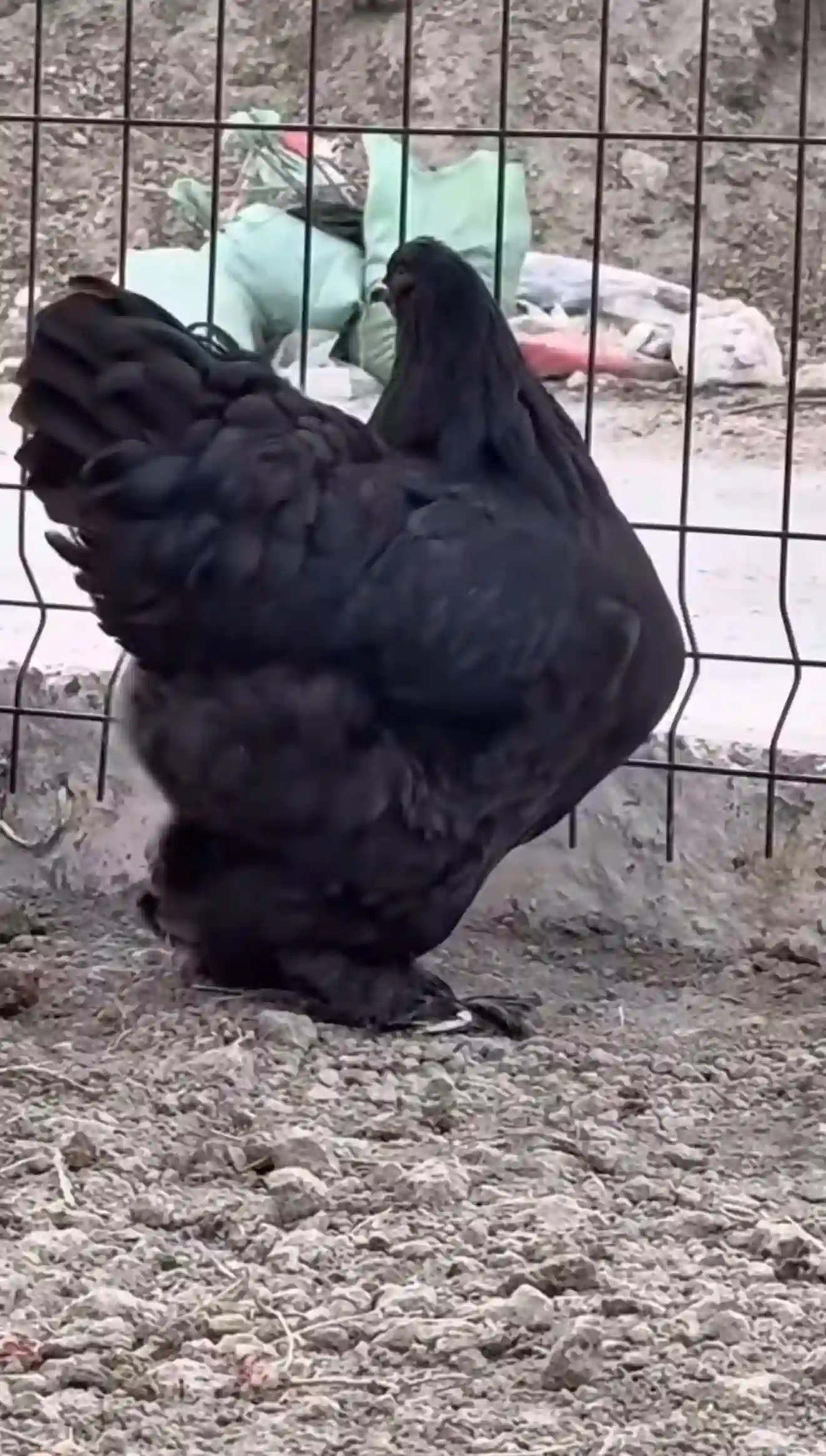 тухми брама 