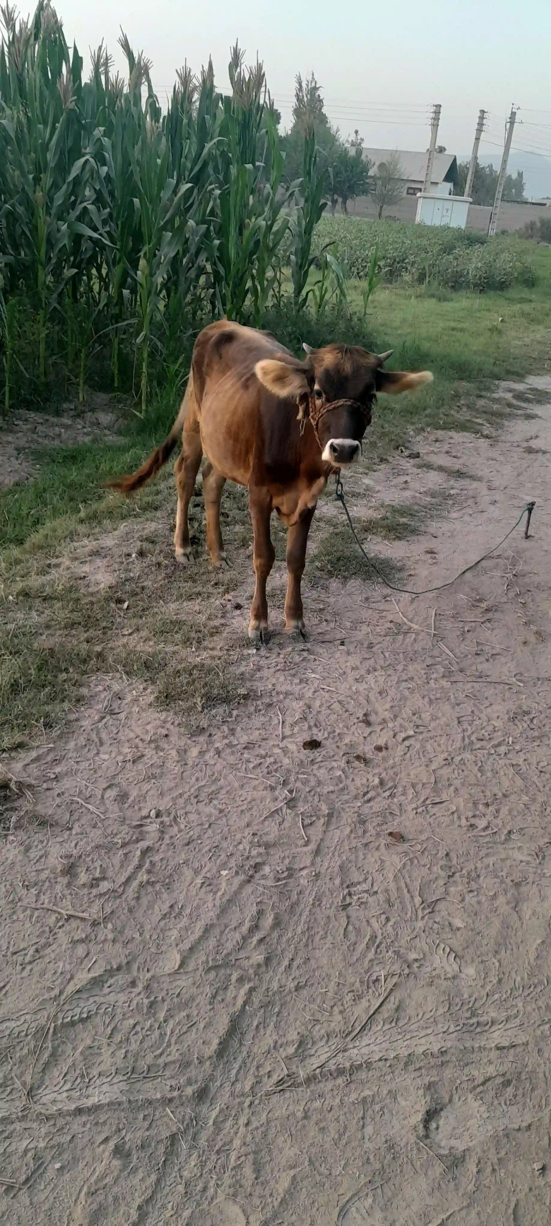 Гуноҷин 