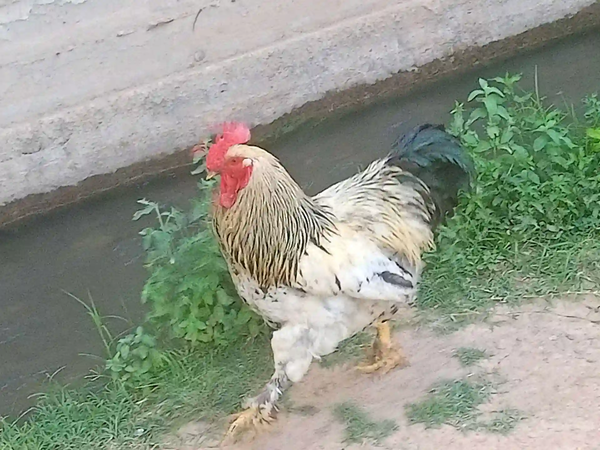 Мурги рябушка