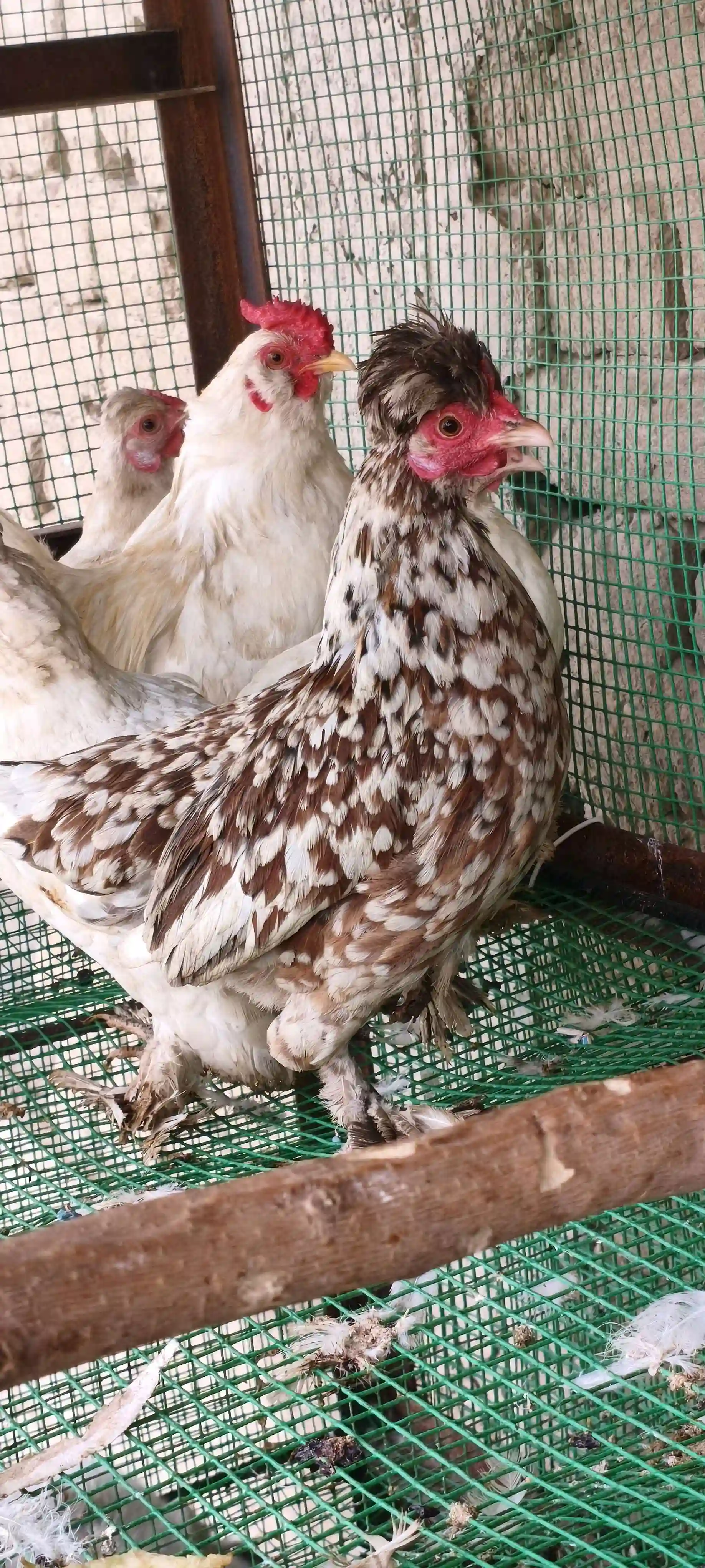 мини султанка