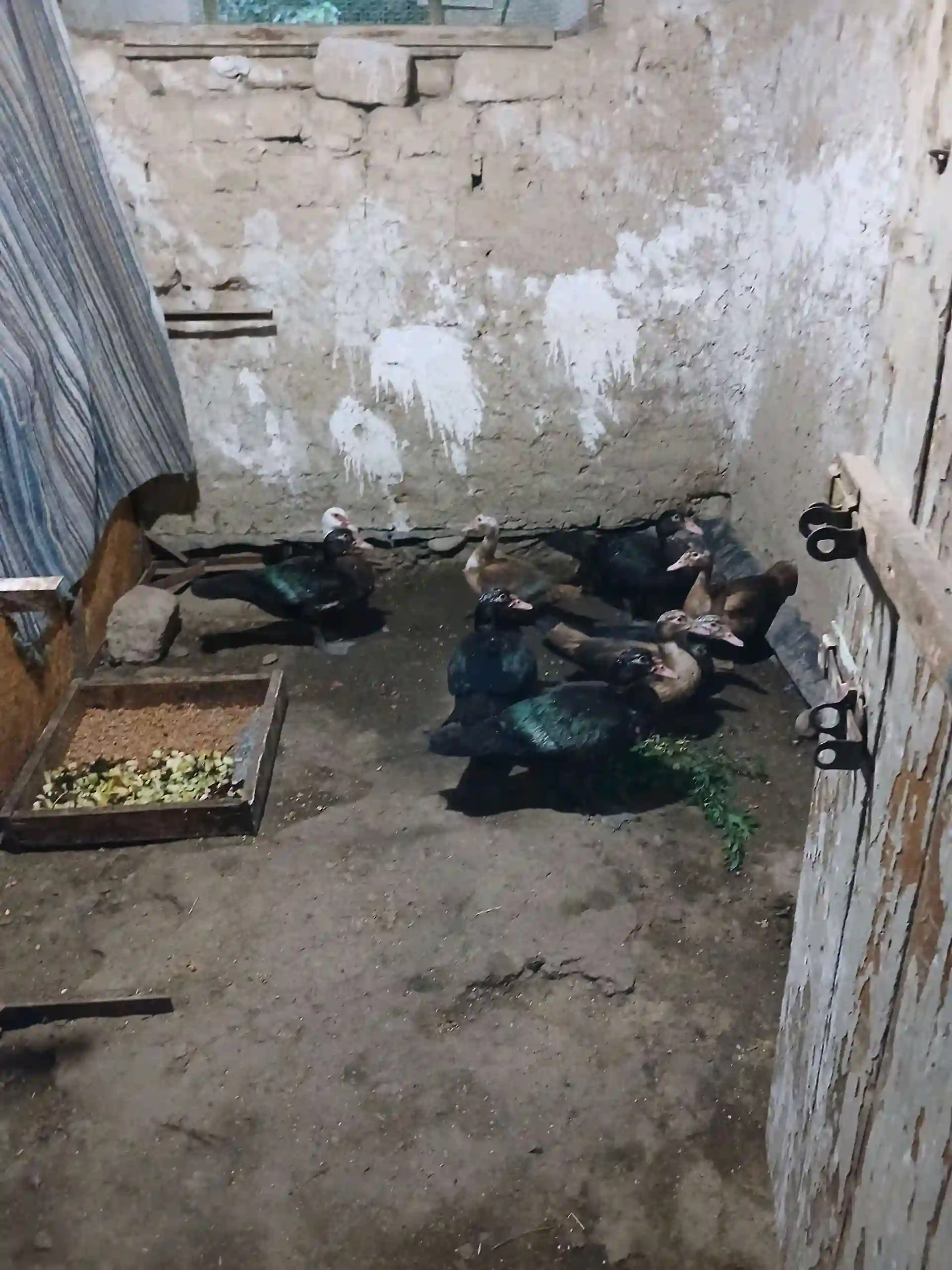 мургоби нару,мода оча бача — миниатюра 3