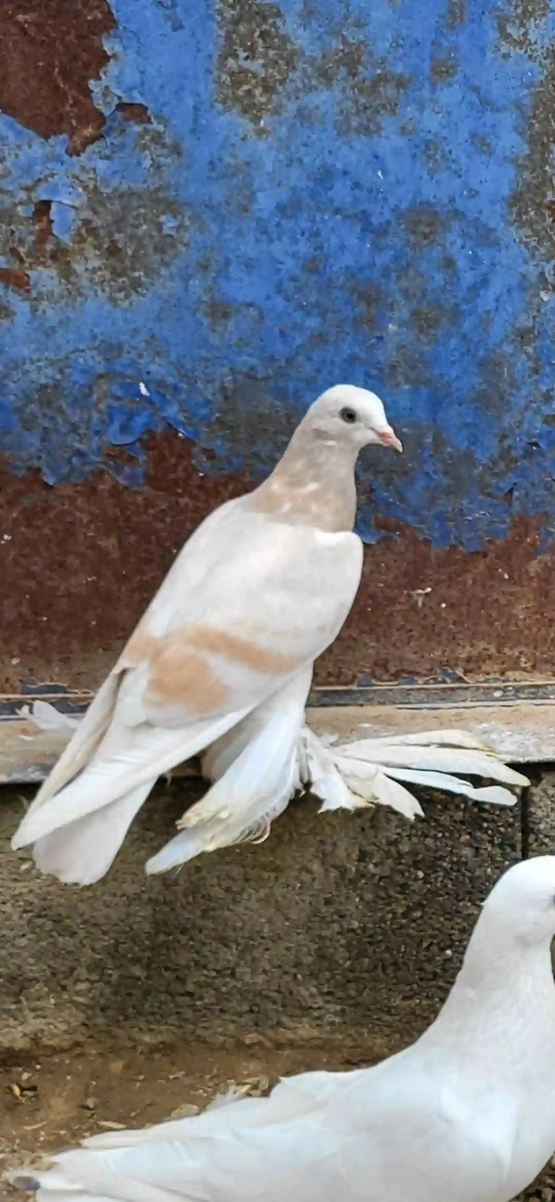 Кабутар 